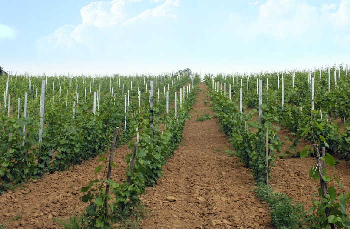 Vinarija Kovačević 3